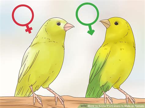 3 Ways To Know If A Canary Is Male Or Female Wikihow