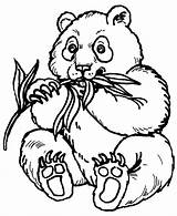 Coloring Panda Pages Print Animal Eating Wild Printable Baby Popular sketch template