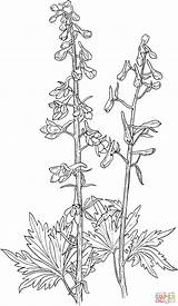 Larkspur Delphinium Schematisch Carmin Designlooter Elongatum Compatible Malvorlage sketch template