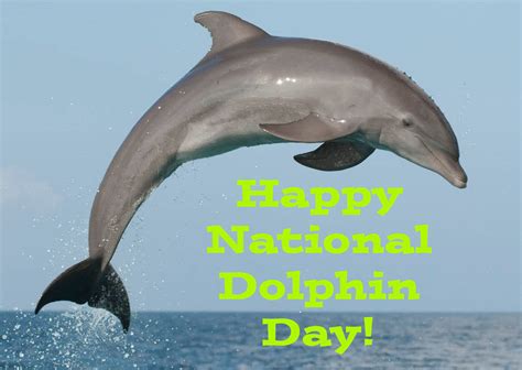 happy national dolphin day  uranimated  deviantart