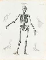 Osteology 1834 sketch template