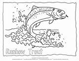 Trout Coloring Fish Rainbow Outline Pages Drawing Printable Color Water Forelle Koi Animal Kids Lake Line Clipart Wildlife Adult Goldfish sketch template