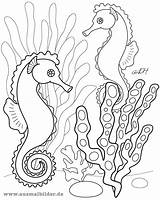 Seepferdchen Carle Ausmalbilder Ausmalen Meerjungfrau Malvorlagen Fische Seahorse Vorlagen Zeichnung Mister Regenbogenfisch Besuchen sketch template