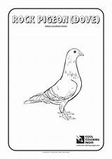 Coloring Pigeon Pages Rock Cool Birds sketch template