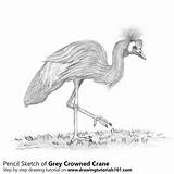 Crane Crowned sketch template