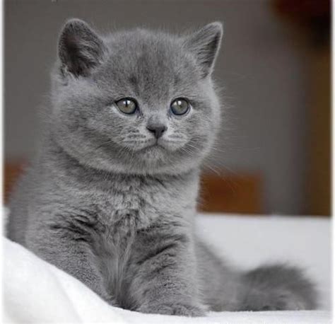 gezocht blauwe britse korthaar kitten katten en kittens raskatten korthaar marktplaats