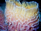 Afbeeldingsresultaten voor "rissoa Porifera". Grootte: 139 x 104. Bron: phylumporiferasponges.weebly.com
