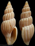 Afbeeldingsresultaten voor "oenopota Rufa". Grootte: 143 x 185. Bron: www.gastropods.com