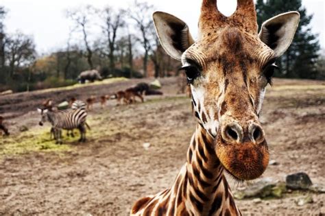 safari resort beekse bergen huisjes prijzen en welke wilde dieren