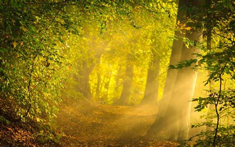 Morning Sunshine In The Forest Wallpaper Nature And Landscape