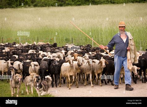 shepherd  sheep dogs leading  flock  sheep  grazing  stock photo royalty