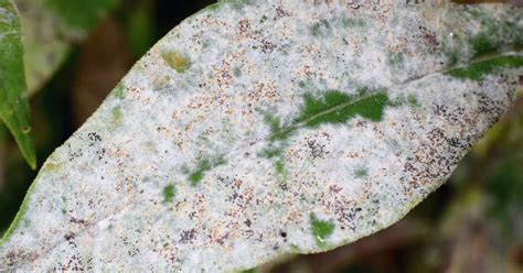 Powdery Mildew Disease On Plants Definition Causes Prevention And Cure