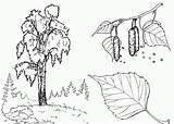 Brzoza Drzewo Wydrukuj Malowankę sketch template