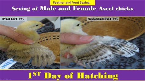 how to differentiate between male and female chick after hatching