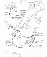Coloring Pages Ducks Animal Farm Duck Pond Family Animals Printable Kids Swimming Print Clipart Sheet Book Activity Para Patos Gif sketch template