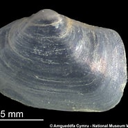 Afbeeldingsresultaten voor "saxicavella Jeffreysi". Grootte: 185 x 185. Bron: naturalhistory.museumwales.ac.uk