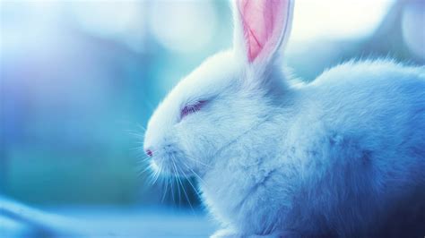 cute white rabbit closeup photo  eyes closing   blur background