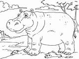 Coloring Hippopotamus Large sketch template
