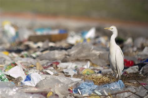 urban bird foundation pursues break   plastic pollution act urban bird foundation