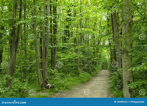 forest  france stock photo image  green wooden