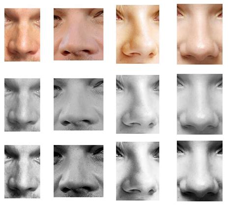 nose types nose photo shape