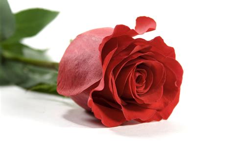 valentines guide petal   metal flowers london