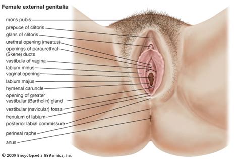 mons pubis anatomy