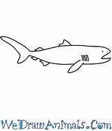 Shark Megamouth Draw Easy Tutorial Print Wedrawanimals sketch template