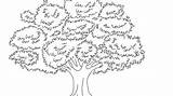 Sketsa Pohon Bunga Lengkap Pemandangan Wajah sketch template