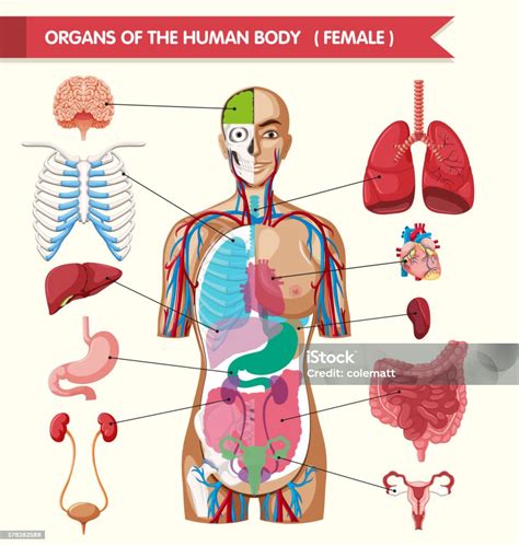 organs   human body diagram stock vector art  istock
