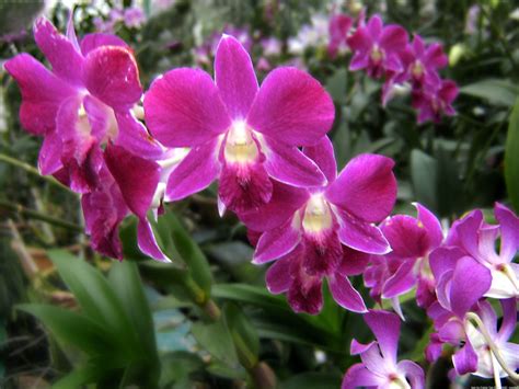 orchid flowers  beauty   increasingly rare life  beautiful