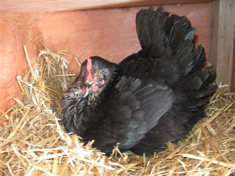 Black Sex Link Good Breed Or Not Backyard Chickens Learn How To