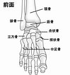 足の骨と関節 に対する画像結果.サイズ: 99 x 106。ソース: youlikecute.everyday.jp