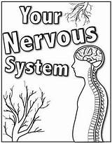Nervous System Coloring Worksheet Brain Color Kids Pages Grade Central Sketch Worksheets Labeling Printable Human Body Third Systems Getdrawings Neuron sketch template