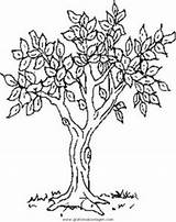 Baum Ausmalen Wurzeln Malvorlage sketch template