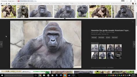 dicks out for harambe youtube