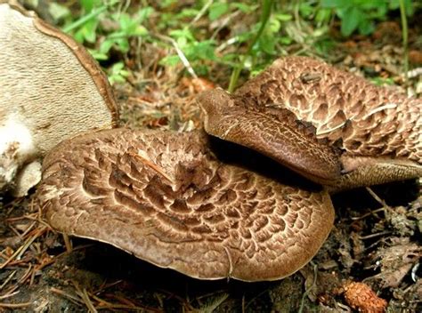 scaly hedgehog edible mushrooms  pacific nw pinterest