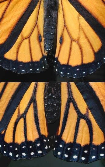 Help Save Monarch Butterflies How To Determine The Sex Of A Monarch