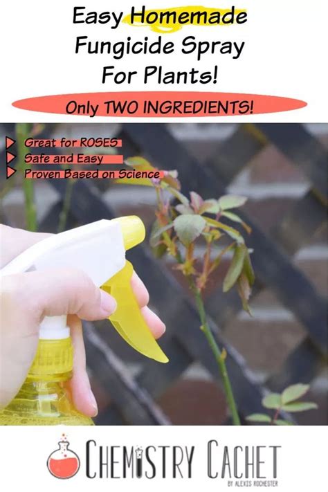 Easy Homemade Fungicide Spray For Plants Two Ingredients