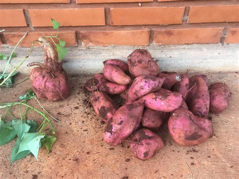 grow sweet potato   forget   planted sweet