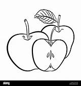 Apfel Skizze Gezeichnet Cartoon Mele Gezeichnete Isoliert Apfeln Isolato Bozzetto Linea Tracciata Fumetto Illustrazione Linie sketch template