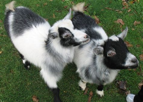 pygmy goats  good pets pethelpful