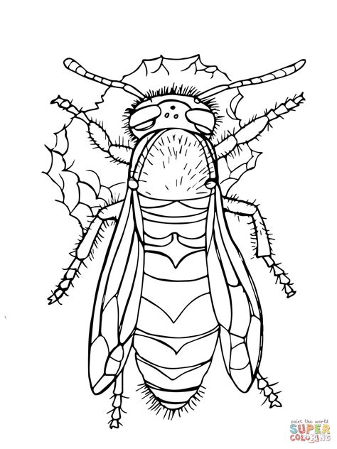 western yellow jacket coloring page  printable coloring pages
