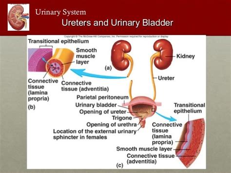 Urinary And Reproductive Systems