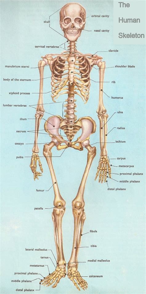 human anatomy skeleton biological science picture directory