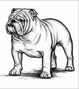 Bulldog English Drawing Outline Cute Bulldogs Dibujos Getdrawings Akc sketch template