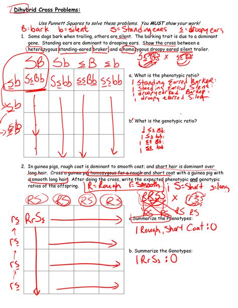 dihybrid cross problems lecture notes genetics docsity