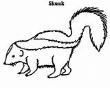 Skunk Skunks Enyonge Preschool sketch template