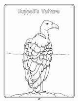 Griffon Vulture Coloring 21kb sketch template