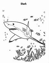 Shark Sharks Prey Filminspector sketch template